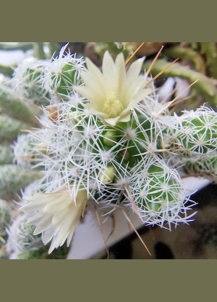 Кактус маммиллярия струнка композиція для флораріума No Brand (322930387)