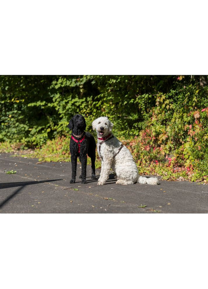 Шлея для собак Premium H L–XL чорна 75–120см/25мм Trixie (372377911)