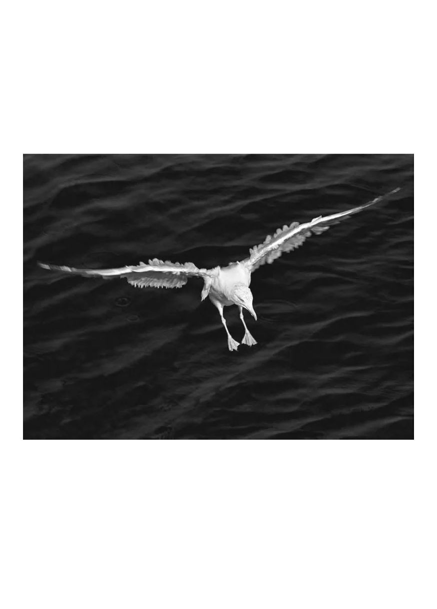 Джонатан Лівінгстон, мартин Stone Publishing (370135206)