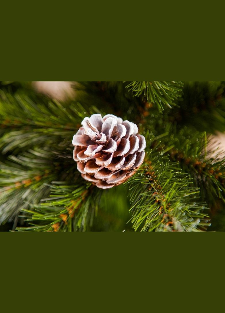 Сосна Pittsburgh 2,30 м зелена з ефектом покриття інеєм і шишками Triumph Tree (329408072)