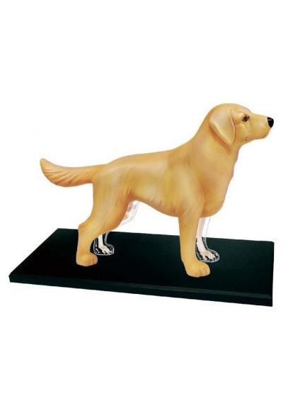 Пазл 4D Master Об'ємна анатомічна модель Собака золотистий ретривер (FM-622007) SKL Объемная анатомическая модель Собака золотистый ре (366067136)