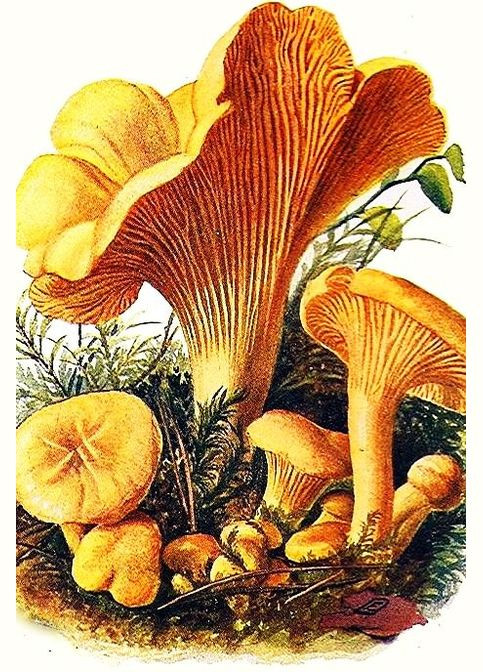 Набор алмазной вышивки "Лисички" Чарівний діамант (333710546)