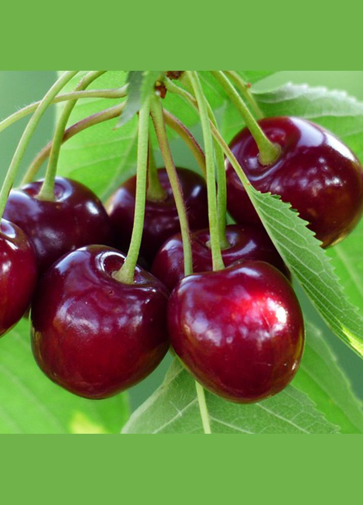 Саджанці черешні Регіна - 1-річний Садовий-Розмай (301220760)