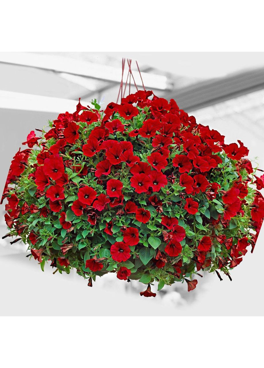 🌸Ампельна петунія Червона лавина F1 10 шт. GL Seeds (321970995)