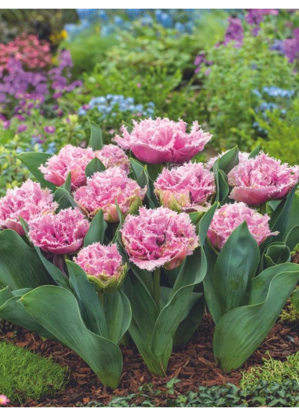 Тюльпан Cairns (2 шт.) в упаковке) No Brand (364535246)