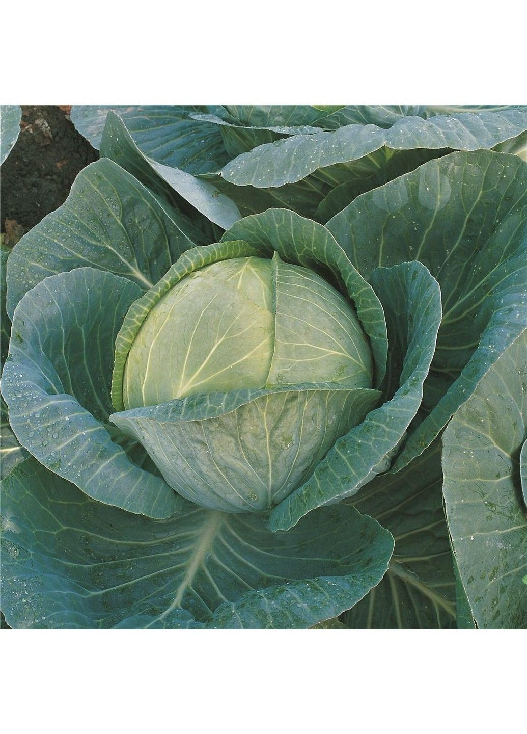 Насіння капусти білоголова Мегатон Bejo Zaden (333035984)