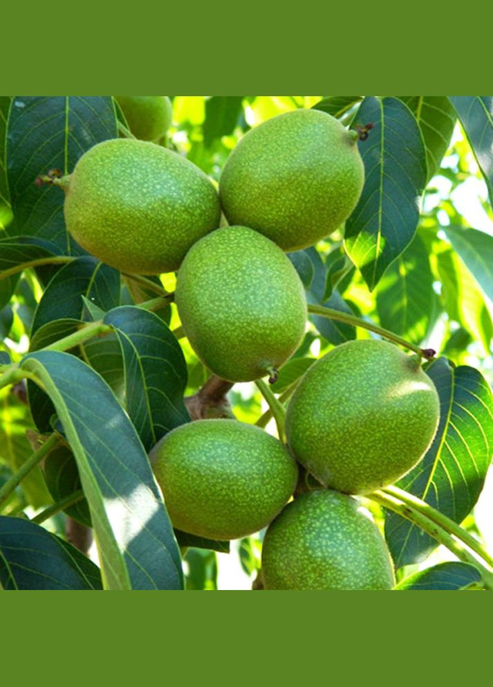 Саджанці грецького горіха Яцек - 1-річний Садовий-Розмай (301220708)