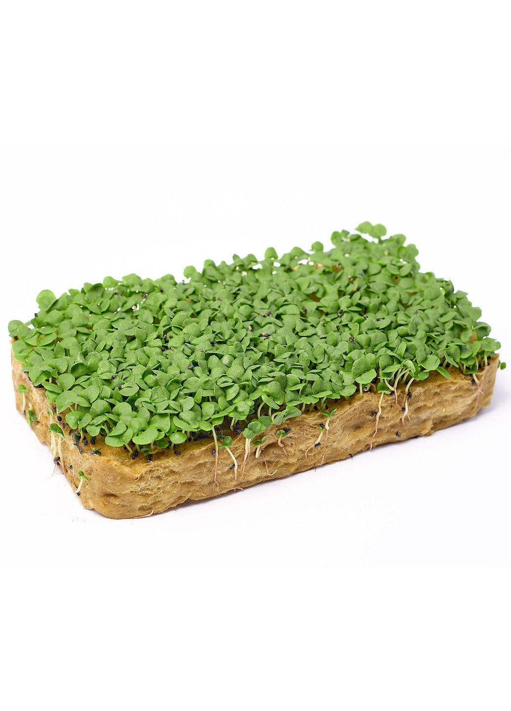 Семена микрозелени Green Chief Базилик Зеленый Зелений Шеф (298051318)