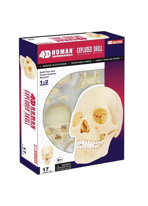 Об'ємна модель Череп людини, 17 деталей () 4D Master FM-626111 (328399277)