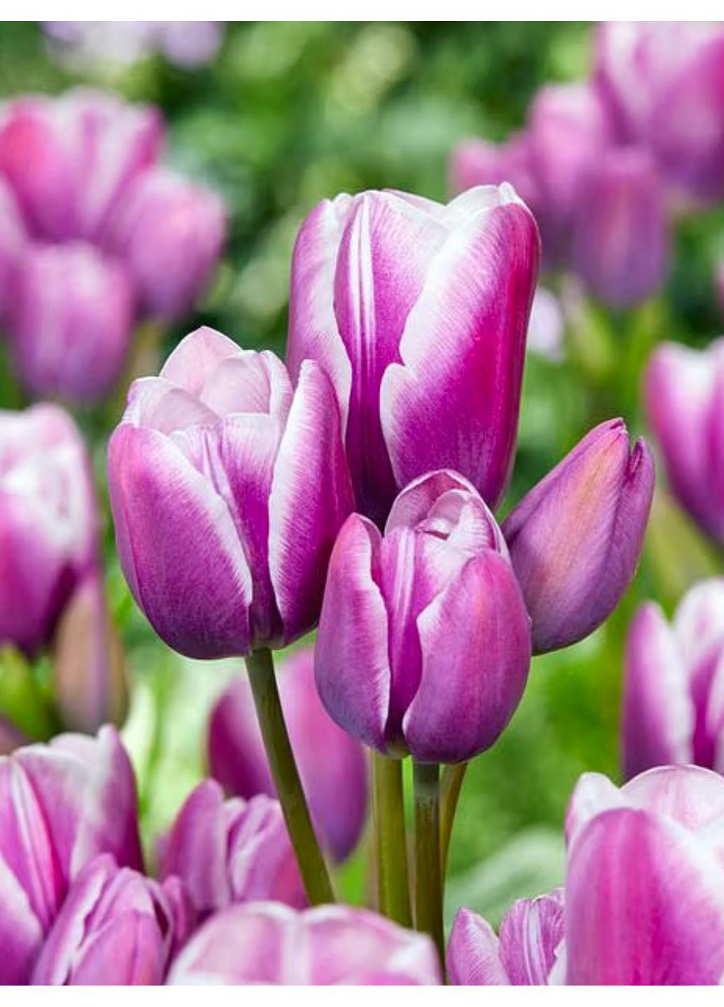 Тюльпан Purple Elegance (2 шт. в упаковці) No Brand (364535500)