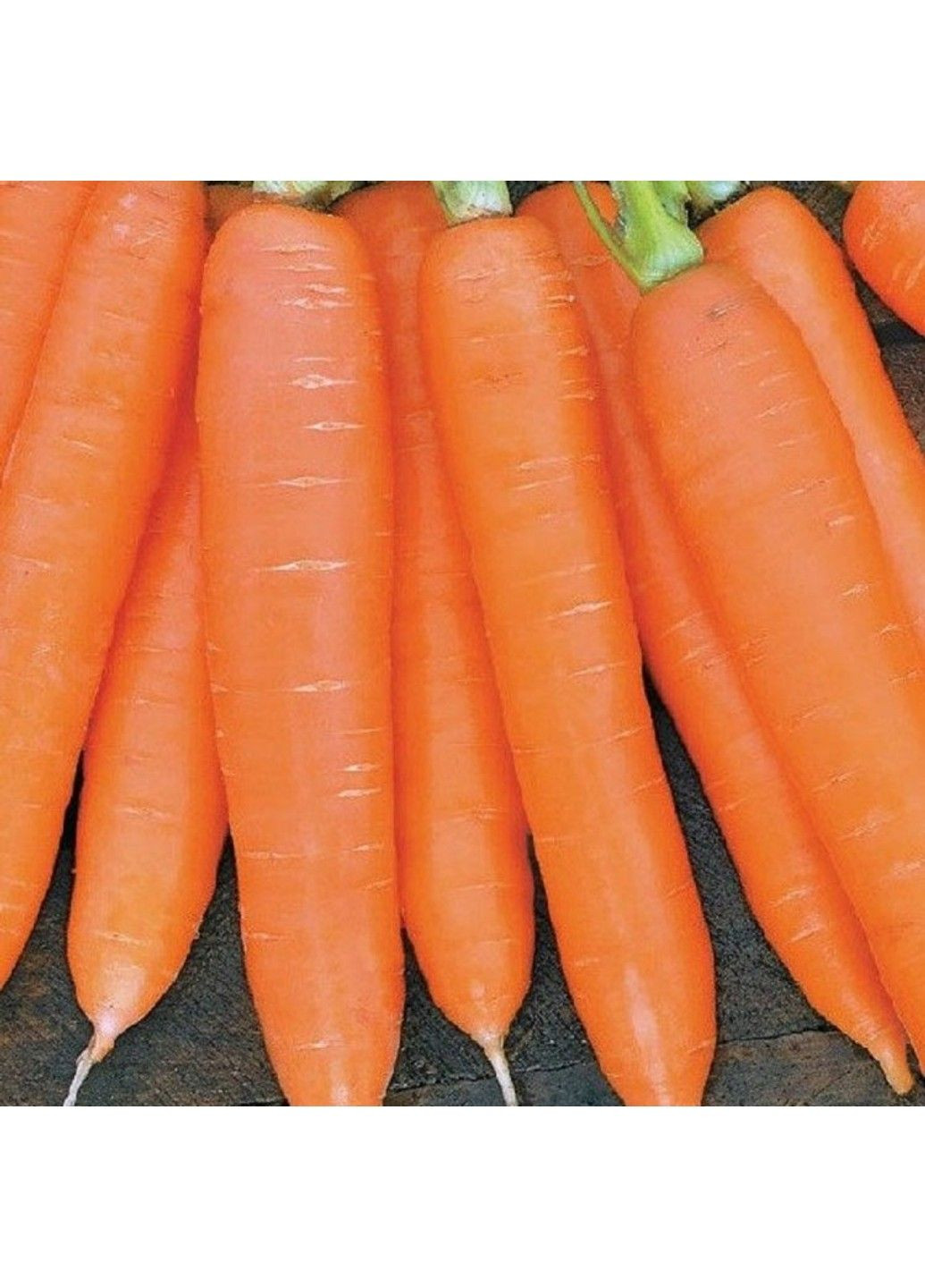 Насіння моркви Сіркана F1 Nunhems (329432073)