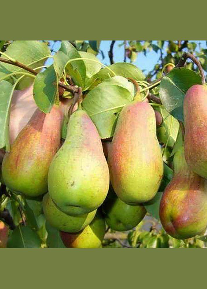 Саджанці груші Парижанка - 1-річний Садовий-Розмай (301220118)