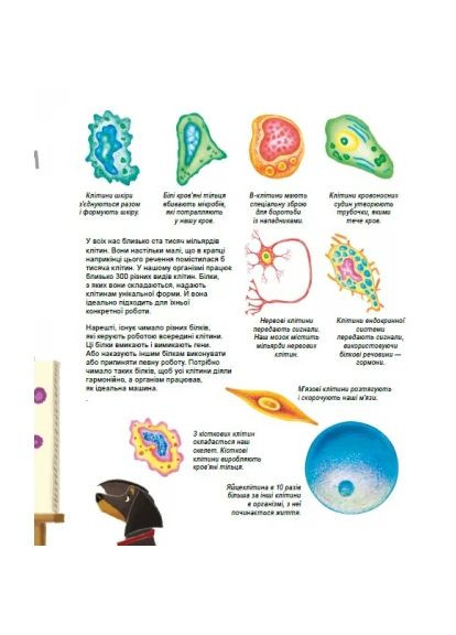 X та Y, дівчинка або хлопчик? РАНОК (370056761)