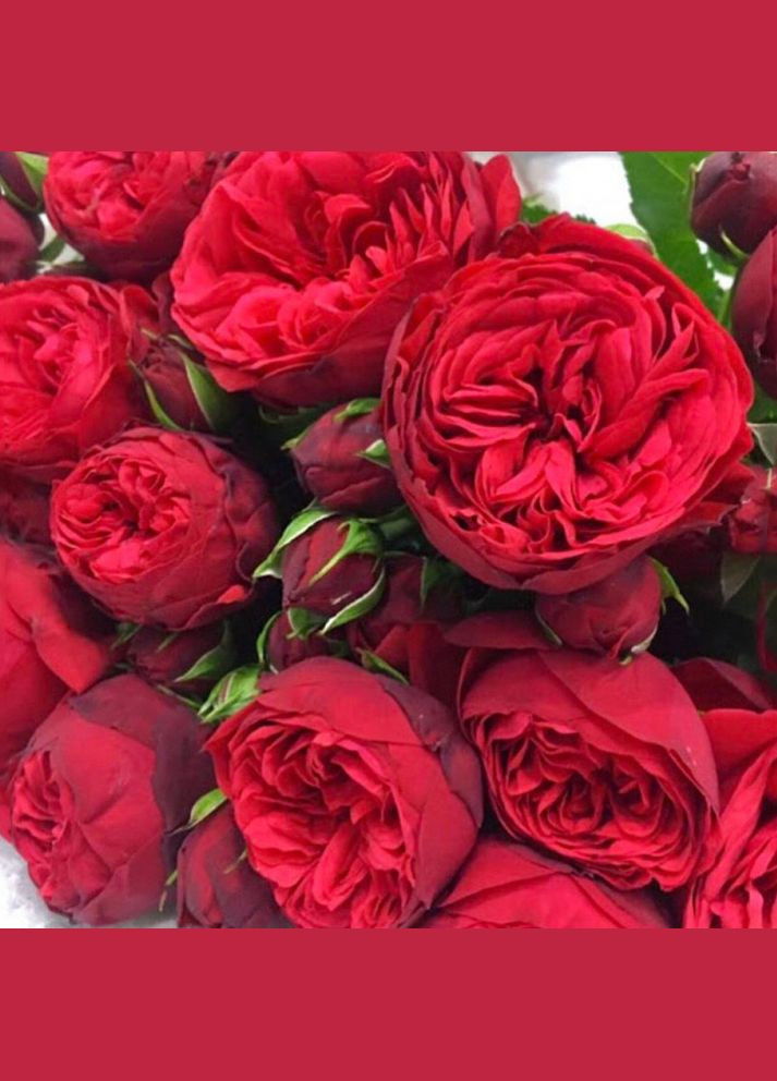 Саженцы английских пионовидных роз Ред Пиано Садовий-Розмай (301220965)