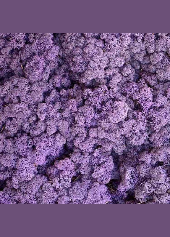 Очищенный стабилизированный мох ягель Эрика 100 грамм Nordic moss (276401155)