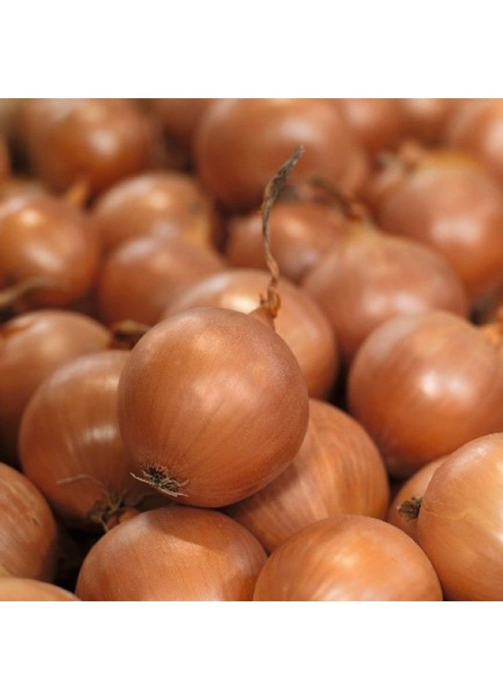 Семена лука Банко Syngenta (331900641)