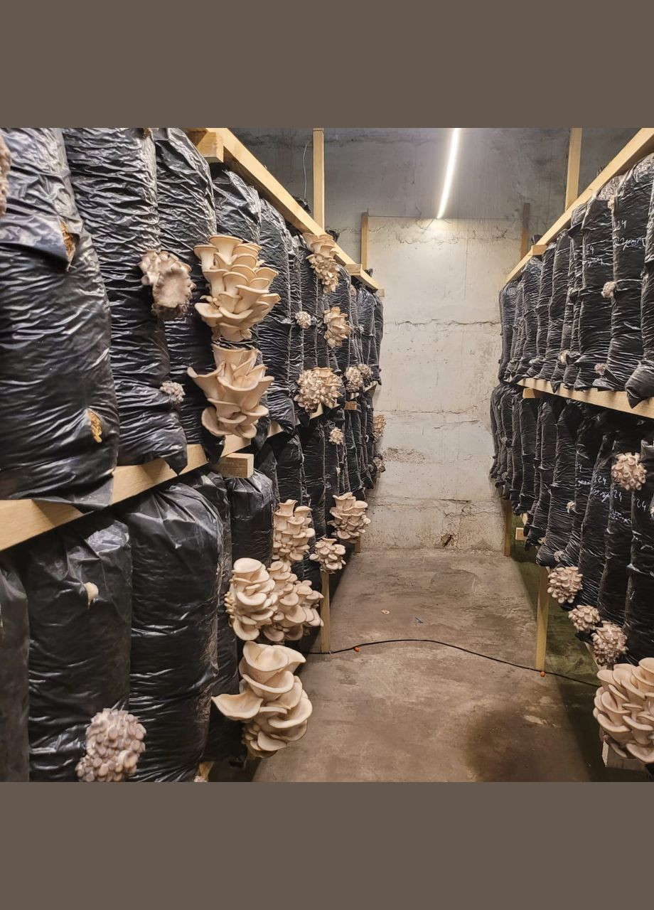 Грибные блоки вешенки Україна (317349616)