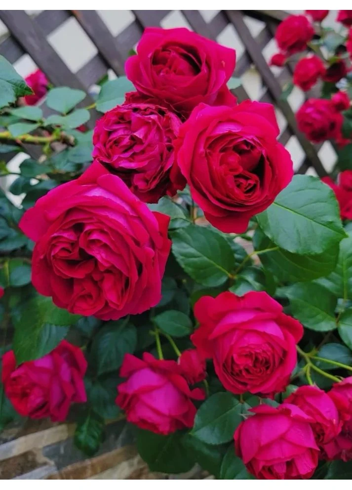 Роза парковая Red Eden Rose АА+ (Очень ароматная!) No Brand (364535360)