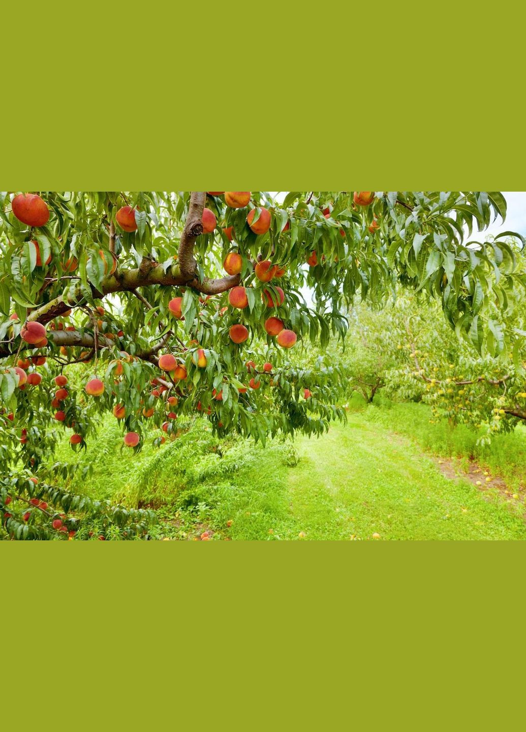 Добриво Хелатин Калій 50 мл Кіссон (306736427)