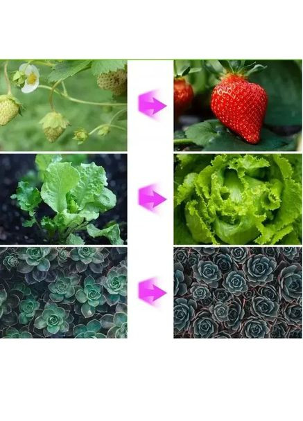 Фитолампа светодиодная для роста растений Plant Grow Light 7819 USB фитосветильник лампа для рассады с таймером Черный No Brand (315397185)