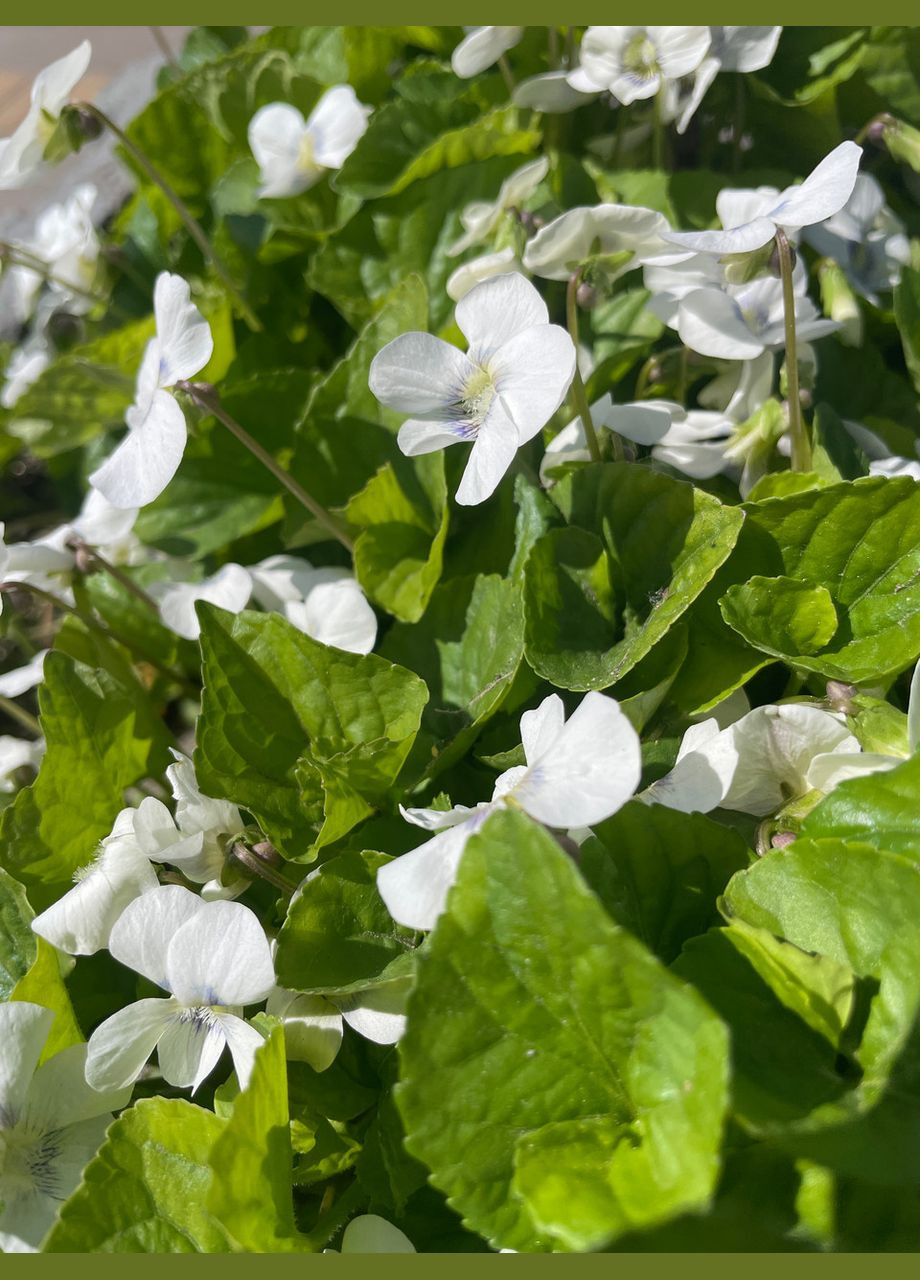 Саженцы, фиалки бабочки, многолетняя культура, высотой 10-15 см, цена за штуку + добавляем в подарок No Brand (350354779)