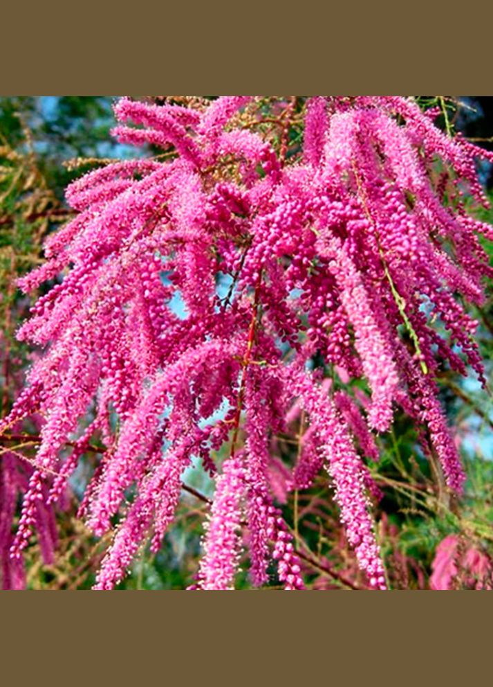 Саджанці кущового тамариксу Садовий-Розмай (301220100)