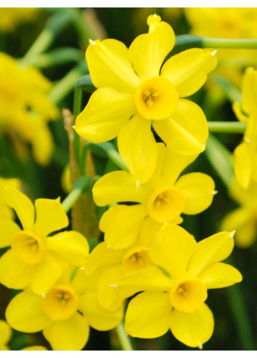 Нарцис Baby Boomer (2 шт. в упаковці) No Brand (365250770)