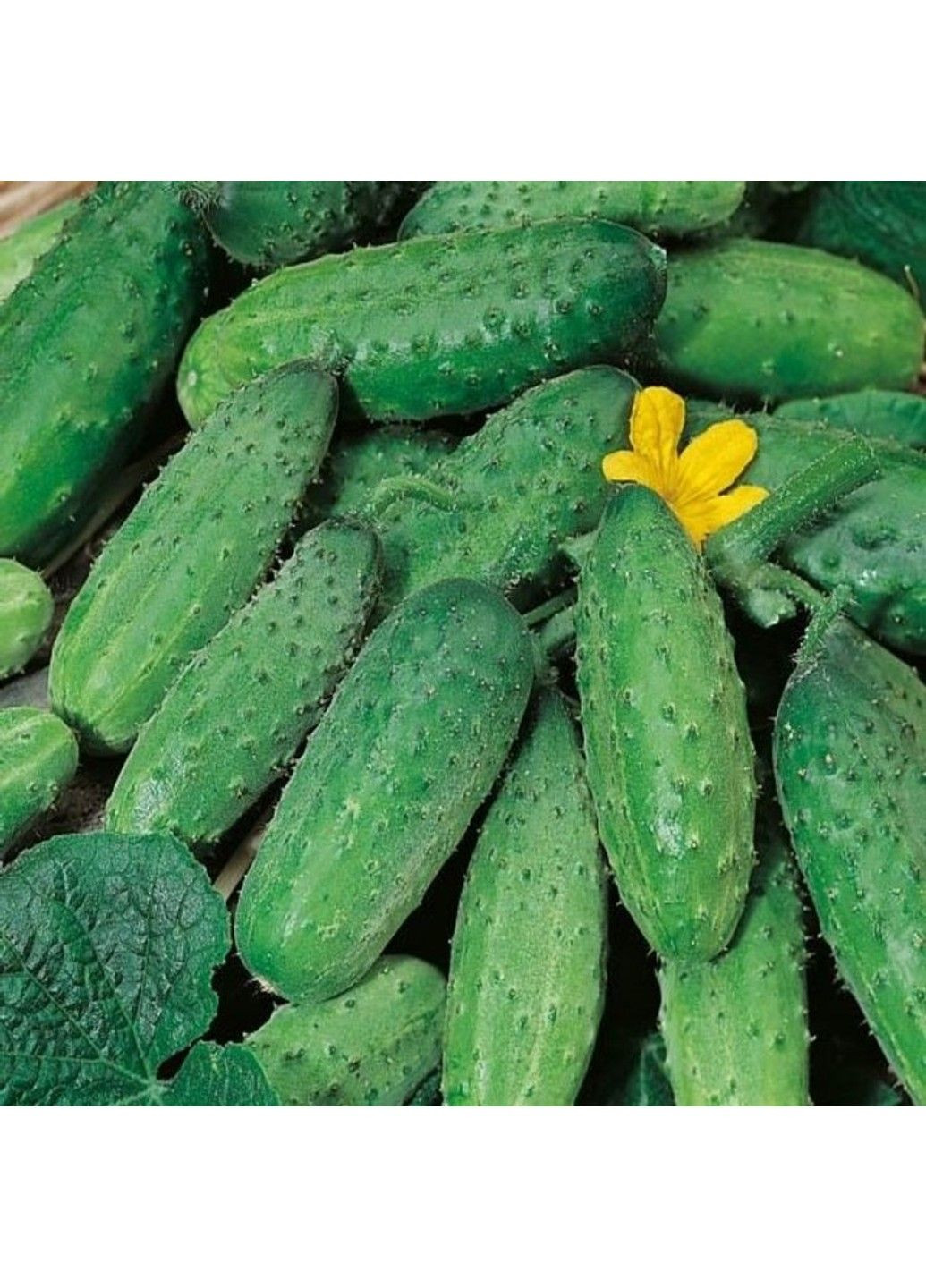 Семена огурца Алладин F1 Legutko (332809049)