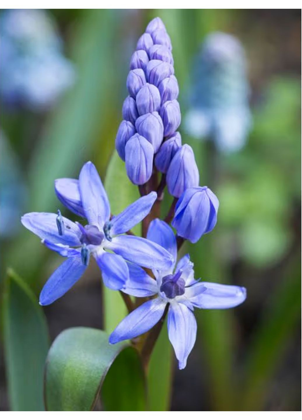 Проліска Bifolia (5 шт. в упаковці) No Brand (364535295)