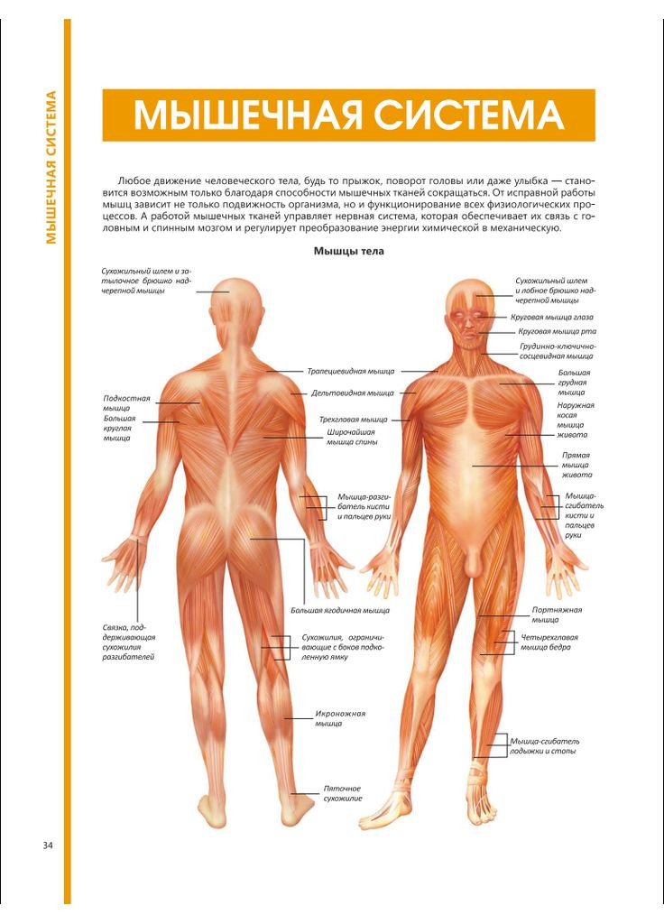 ВЕЛИКИЙ ИЛЛЮСТРИРОВАННЫЙ АТЛАС АНАТОМИИ ВРЕМЕНИ Медика (366890602)
