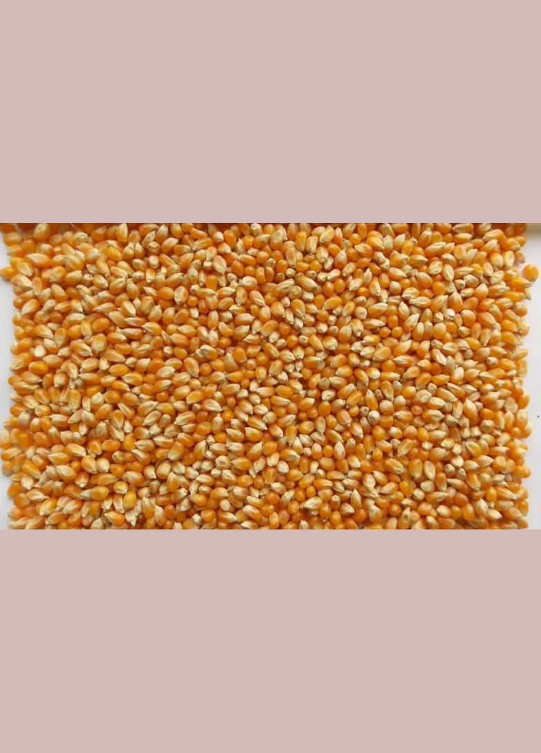 Кукурудза для попкорну ARGO 1 кг No Brand (322288202)