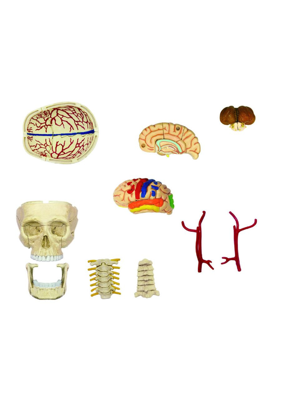 Анатомическая модель Черепномозговая коробка FM-626005 4D Master (312515912)