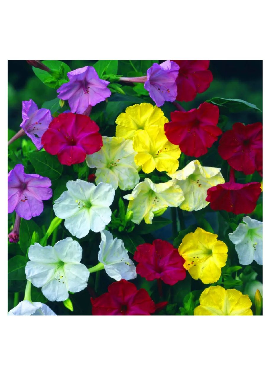 Семена цветы Мирабилис смесь 1г Насіння України (356119992)