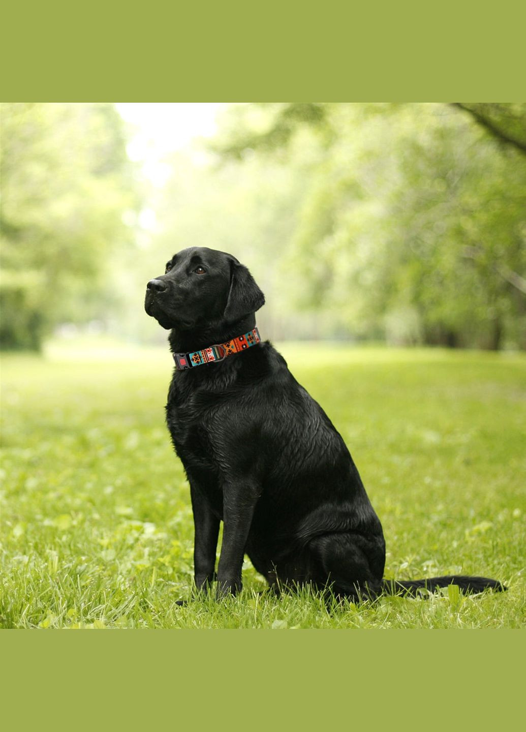 Ошейник для собак размер S ширина 16 мм 25-33 см Southwest (2100102236012) Hi Dog (332878911)