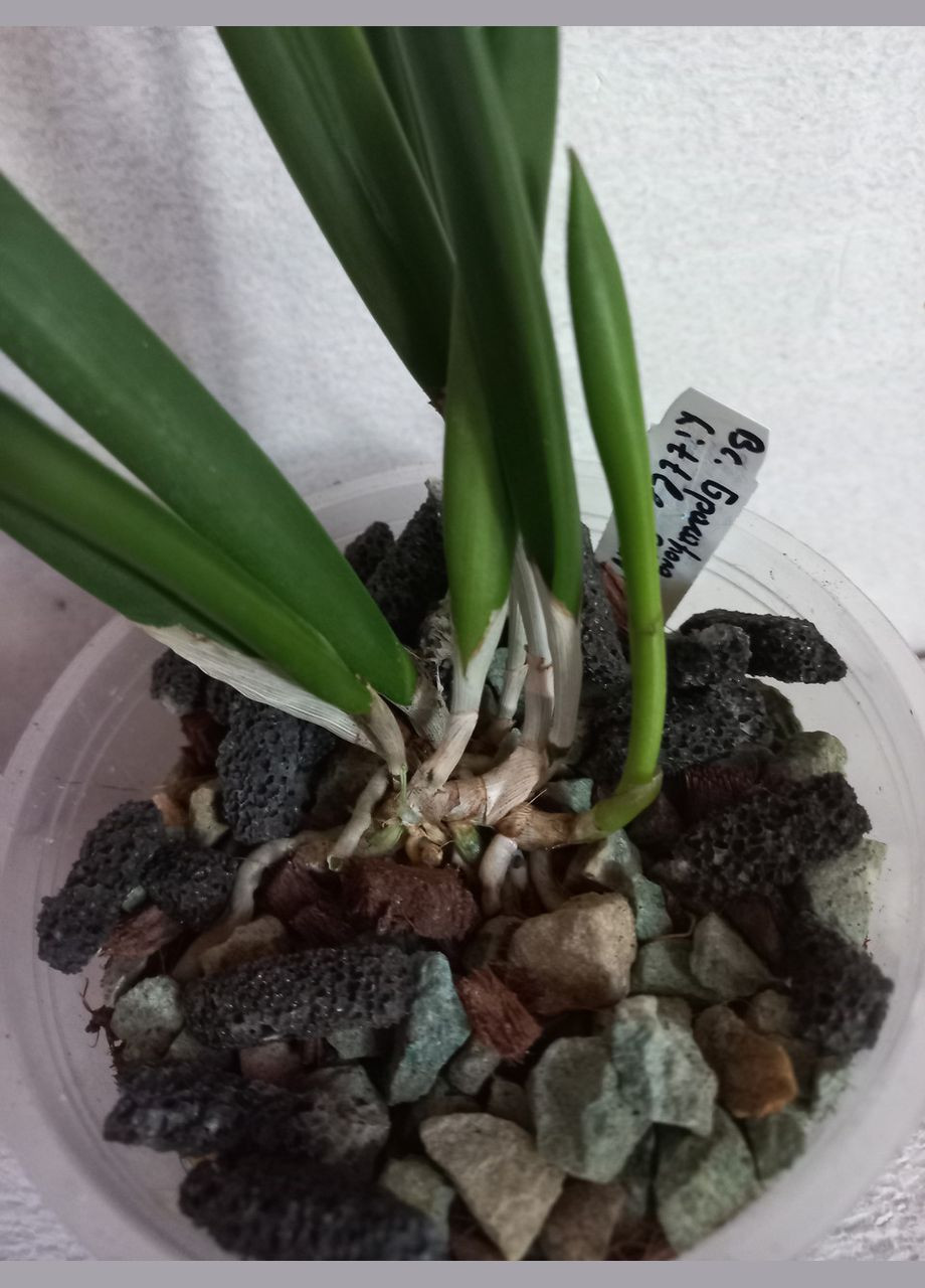 Орхідея Брасавола Каттлея Little Stars, доросла рослина, зараз не цвіте ODA (315635055)