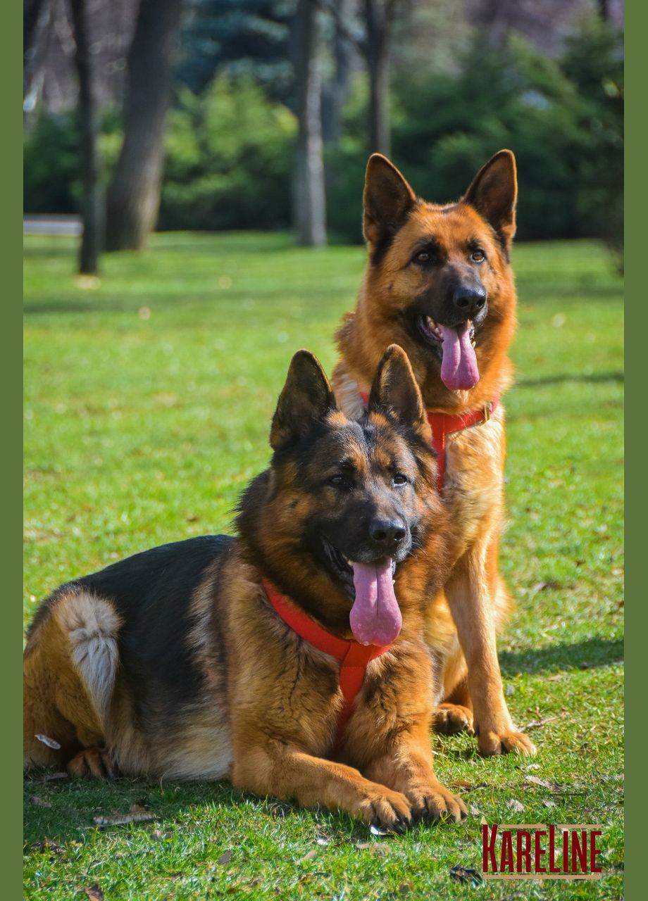 Шлея з брезенту 35 мм А:650-780 мм, В: 770-900 мм Kareline (339074861)