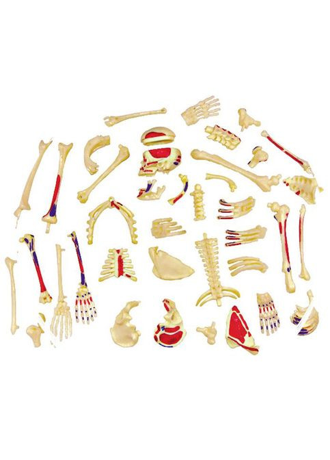 Объемная модель Скелет человека, 46 деталей () 4D Master FM-626011 (328395270)