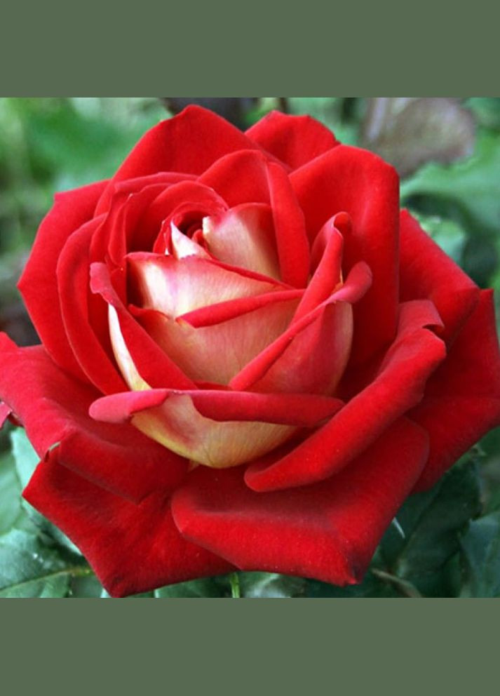 Саженцы чайно-гибридных роз Нью Фэшн Садовий-Розмай (301220798)