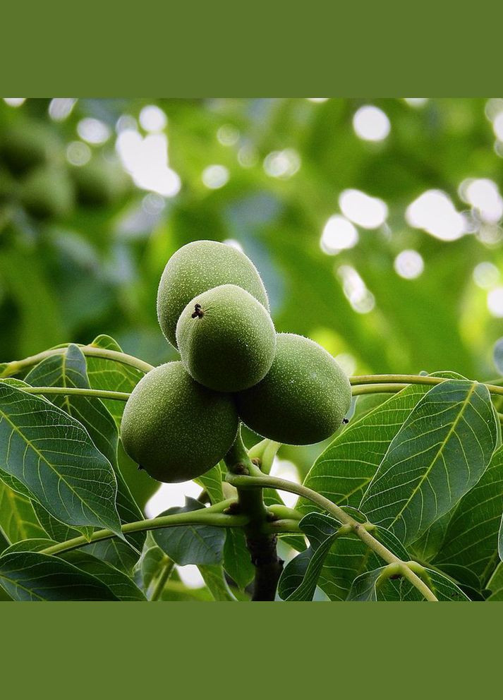 Саженцы грецкого ореха Садко - 1-летний Садовий-Розмай (301221088)