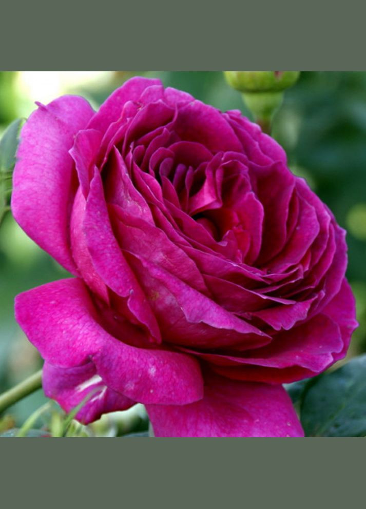 Саженцы чайно-гибридных роз Юрианда Садовий-Розмай (301220746)