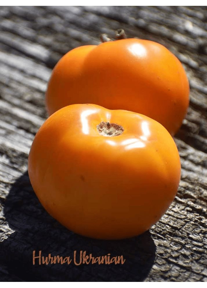 Томат Хурма 0,1г. GL Seeds (365250724)