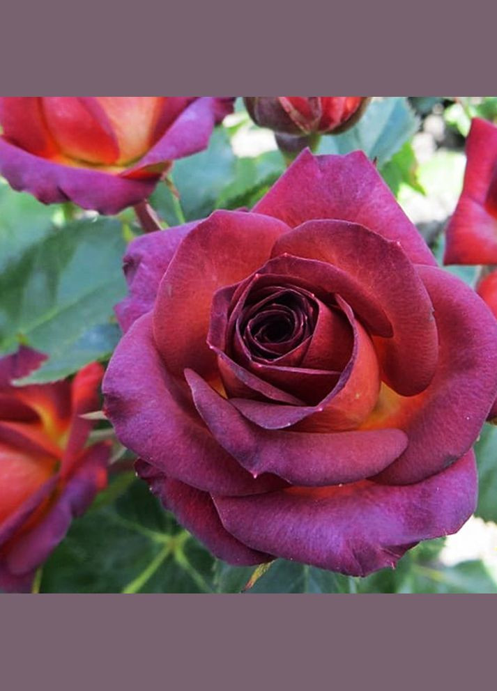 Саджанці троянд на штамбі Браун Шугар Садовий-Розмай (301220603)