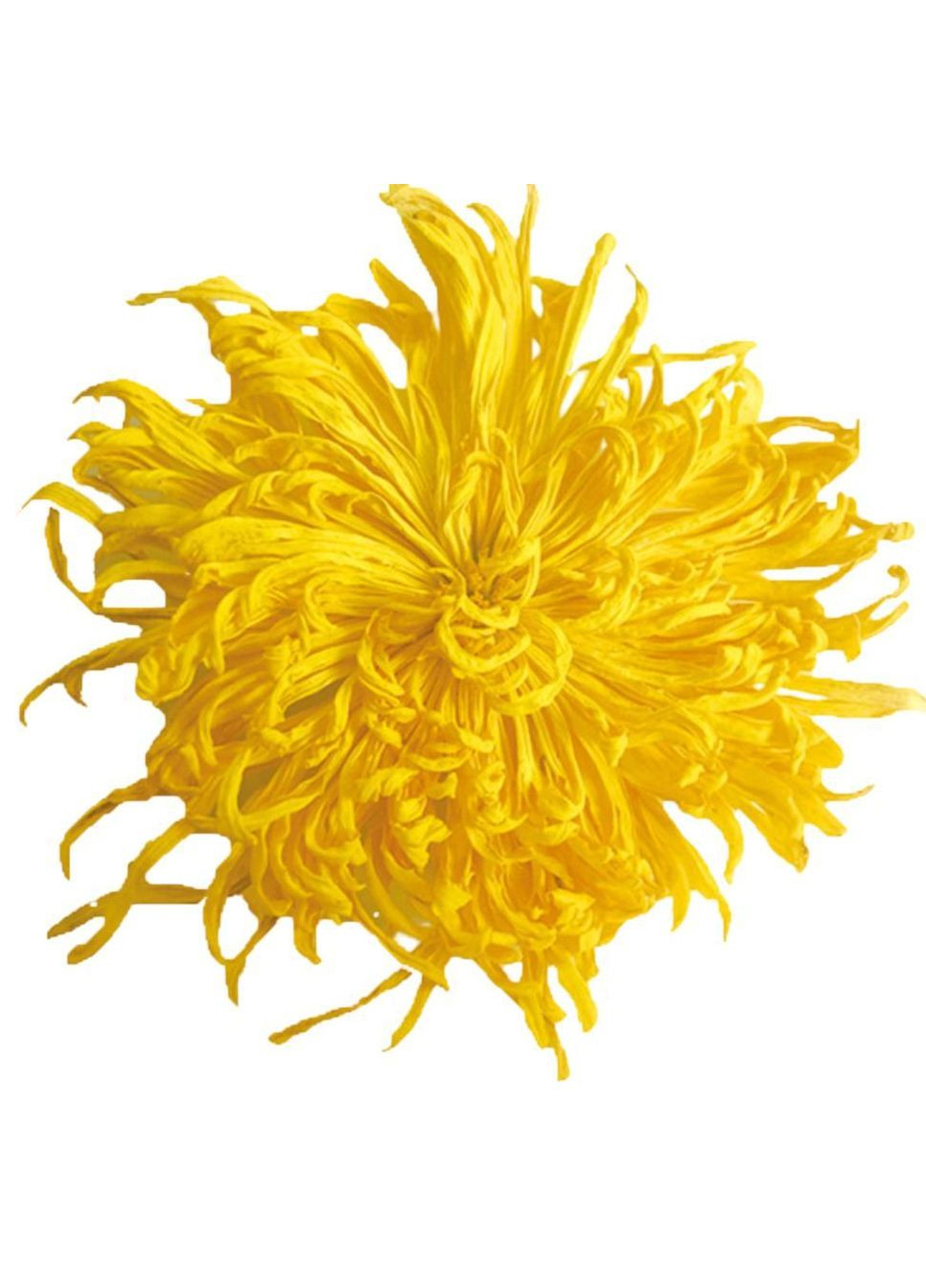 Чай Хризантема Жовта Королівська Чаєман, сушені квіти 6-8 см, вищий сорт 100 г No Brand (335868472)