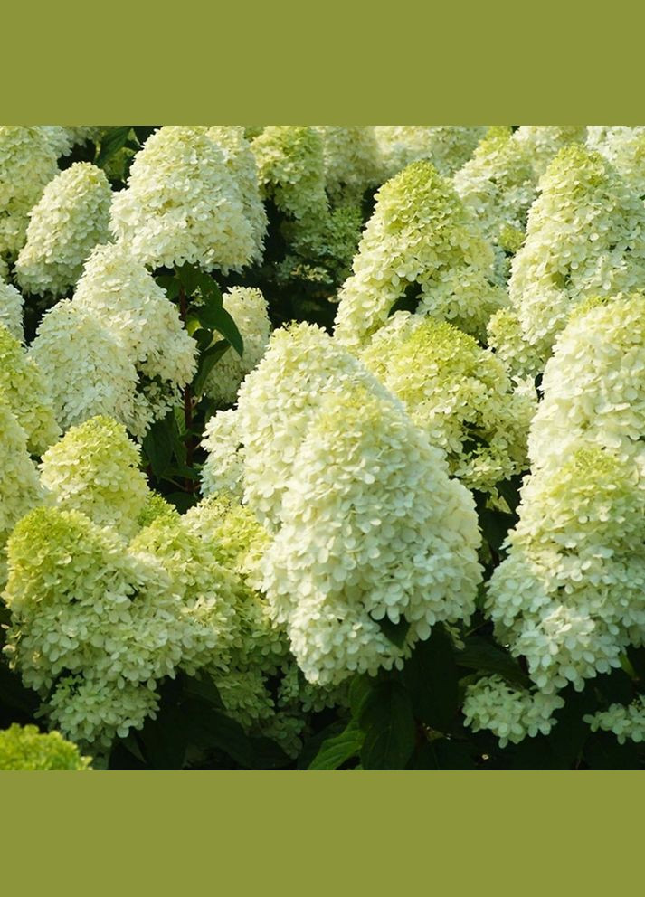 Саженцы гортензии Полар Бир (метельчатая) Садовий-Розмай (301220678)