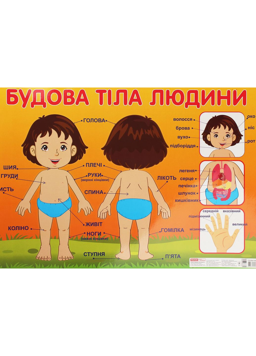 Плакат. Телосложение человека РАНОК (370060456)