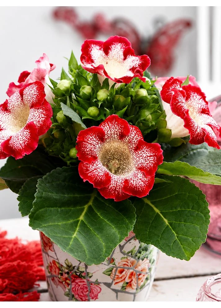 Глоксинія Tigrina Red No Brand (387556567)