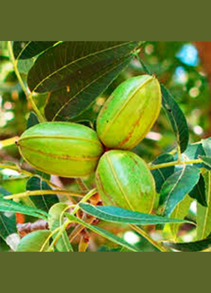 Саджанці пекана Apache (Апаче) - 3-річний Садовий-Розмай (301220395)