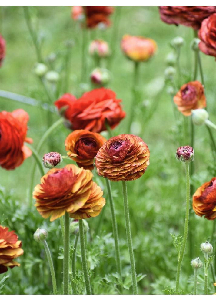 Ранункулюс (лютик) Aviv Picotee Сafé (5 шт.) в упаковке) No Brand (364535835)