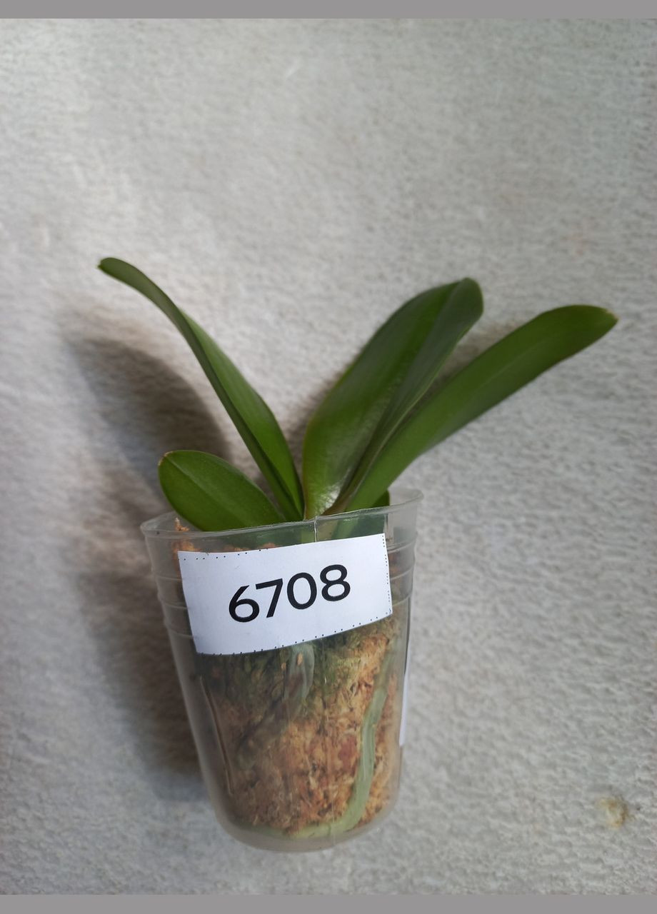 Орхідея підліток Phal 6708 Miro Sun Beauty 1.7 (мох) ODA (315635043)