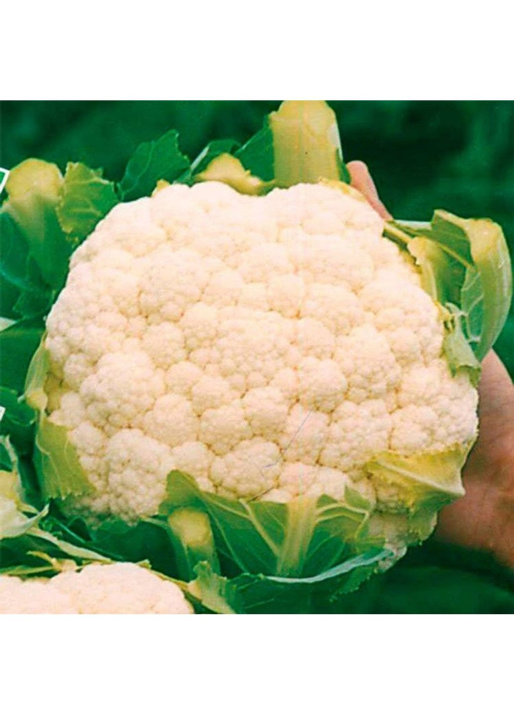 Семена капусты цветная Гудмен Bejo Zaden (333036034)